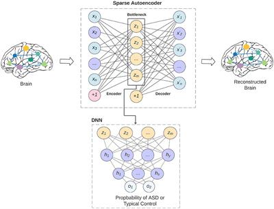 ASD-SAENet: A Sparse Autoencoder, and Deep-Neural Network Model for Detecting Autism Spectrum Disorder (ASD) Using fMRI Data